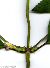 Attēlu rezultāti vaicājumam “Galeopsis speciosa leaf”