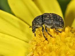 Attēlu rezultāti vaicājumam “Anthribus nebulosus”