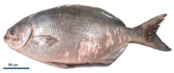 Image result for Kyphosus