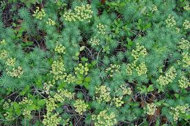 Attēlu rezultāti vaicājumam “Euphorbia cyparissias”