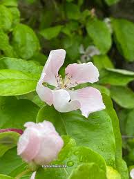 Attēlu rezultāti vaicājumam “Cydonia oblonga flower”