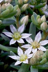 Attēlu rezultāti vaicājumam “Sedum hispanicum fruit”
