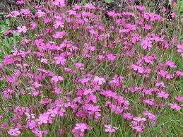 Attēlu rezultāti vaicājumam “Dianthus deltoides flower”