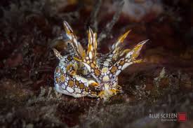 ผลการค้นหารูปภาพสำหรับ Bornella Anguilla