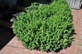 Image result for Origanum vulgare