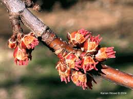 Attēlu rezultāti vaicājumam “Acer saccharinum flower”