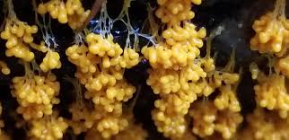 Attēlu rezultāti vaicājumam “Physarum braunianum young”