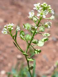 Attēlu rezultāti vaicājumam “Lepidium densiflorum flower”