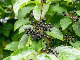 Attēlu rezultāti vaicājumam “Cornus sanguinea fruit”