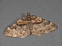 Attēlu rezultāti vaicājumam “Catarhoe rubidata”