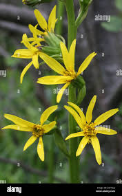 Attēlu rezultāti vaicājumam “Ligularia sibirica”