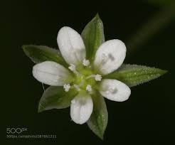 Attēlu rezultāti vaicājumam “Moehringia trinervia flower”