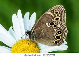 Attēlu rezultāti vaicājumam “Lopinga achine underside”