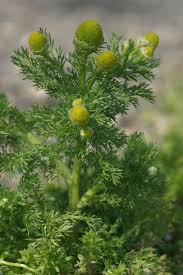 Attēlu rezultāti vaicājumam “Matricaria discoidea”