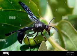 Attēlu rezultāti vaicājumam “Eumenidae”