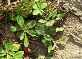 Attēlu rezultāti vaicājumam “Pilosella officinarum leaf”