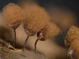 Attēlu rezultāti vaicājumam “Arcyria helvetica macro”