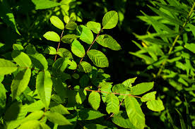 Attēlu rezultāti vaicājumam “Juglans cinerea flower”