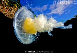 Image result for Phacellophora camtschatica