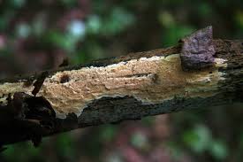 Attēlu rezultāti vaicājumam “Junghuhnia nitida”