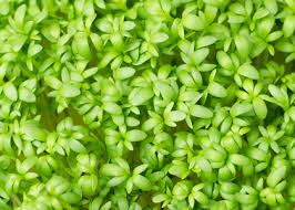 Image result for Gartenkresse