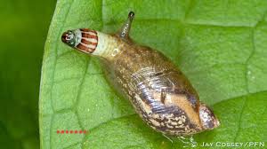 Attēlu rezultāti vaicājumam “Leucochloridium paradoxum larva”