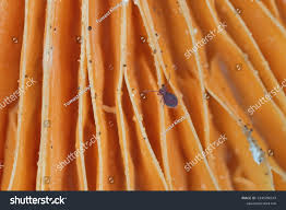 Attēlu rezultāti vaicājumam “Symphypleona”