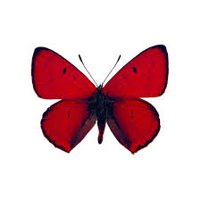 Attēlu rezultāti vaicājumam “Lycaena dispar”