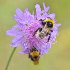 Attēlu rezultāti vaicājumam “Knautia arvensis flower”