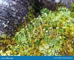 Attēlu rezultāti vaicājumam “Cladonia fimbriata”