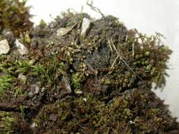 Attēlu rezultāti vaicājumam “Bryum funkii”