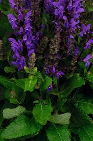 Attēlu rezultāti vaicājumam “Salvia nemorosa leaf”