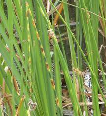 Attēlu rezultāti vaicājumam “Schoenoplectus lacustris subsp. glaucus”