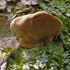 Attēlu rezultāti vaicājumam “Hapalopilus nidulans”