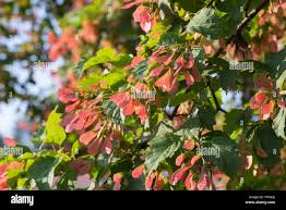 Attēlu rezultāti vaicājumam “Acer tataricum fruit”