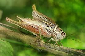 Attēlu rezultāti vaicājumam “Metrioptera roeselii”