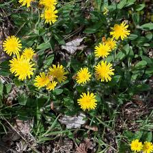 Image result for Hieracium pilosella