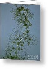 Attēlu rezultāti vaicājumam “Utricularia vulgaris leaf”