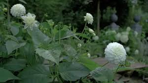 Image result for Dahlia `Snowflake`