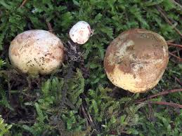 Attēlu rezultāti vaicājumam “Rhizopogon luteolus”