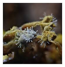 Attēlu rezultāti vaicājumam “Polycephalomyces tomentosus”