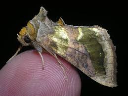 Attēlu rezultāti vaicājumam “Diachrysia tutti”