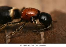 Attēlu rezultāti vaicājumam “Mutilla europaea”