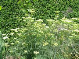 Attēlu rezultāti vaicājumam “Cenolophium denudatum”