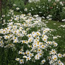 Attēlu rezultāti vaicājumam “Leucanthemum vulgare”