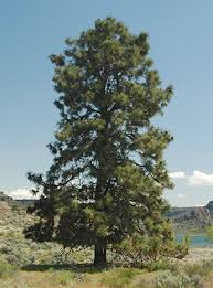 Attēlu rezultāti vaicājumam “Pinus ponderosa”