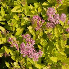 Attēlu rezultāti vaicājumam “Spiraea”