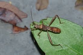 Attēlu rezultāti vaicājumam “Alydus calcaratus”