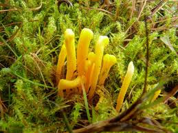 Attēlu rezultāti vaicājumam “Clavulinopsis helvola”