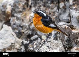 Image result for Phoenicurus moussieri